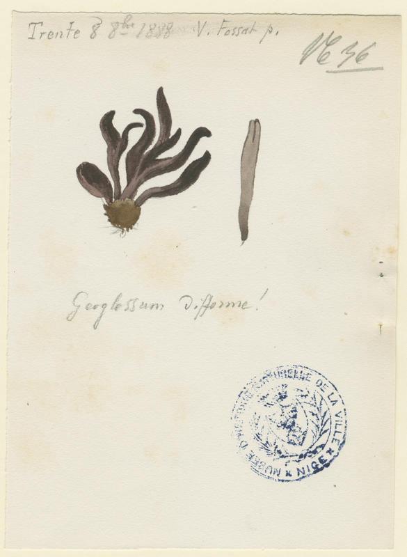 Géoglosse difforme ; champignon