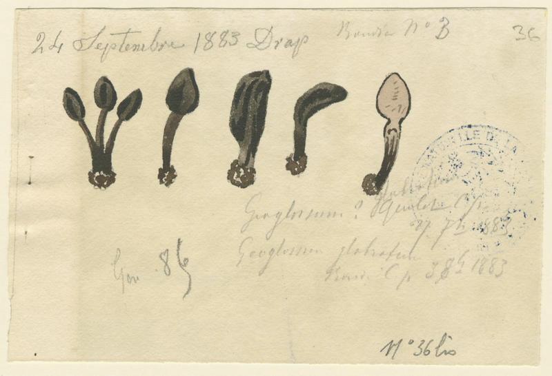 Géoglosse glabre (?) ; champignon
