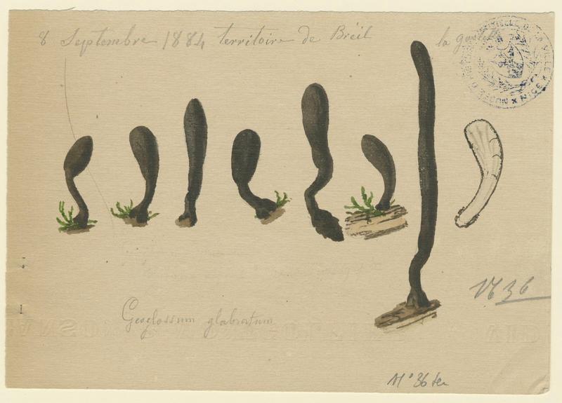 Géoglosse glabre (?) ; champignon