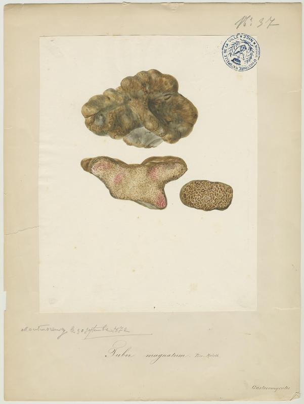 Truffe blanche du Piémont ; champignon