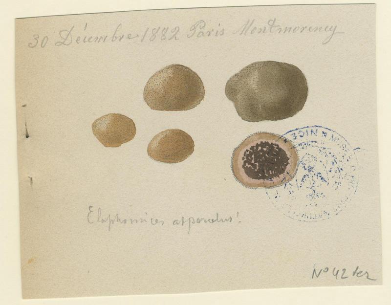 Truffe asperulée ; Fausse truffe ;  champignon