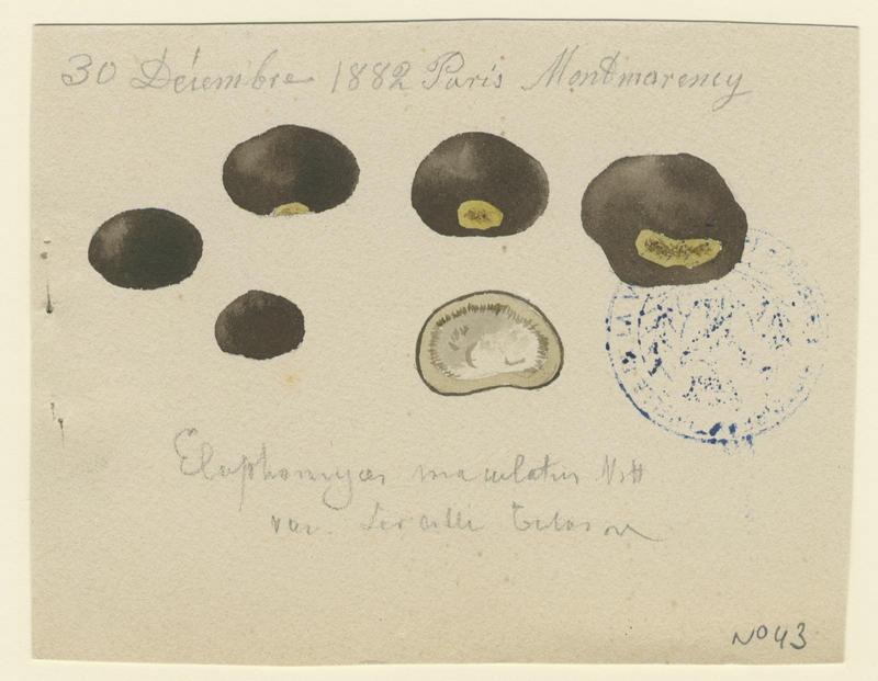 Fausse truffe tachetée (?) ; champignon