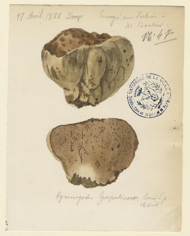 Truffe ; champignon