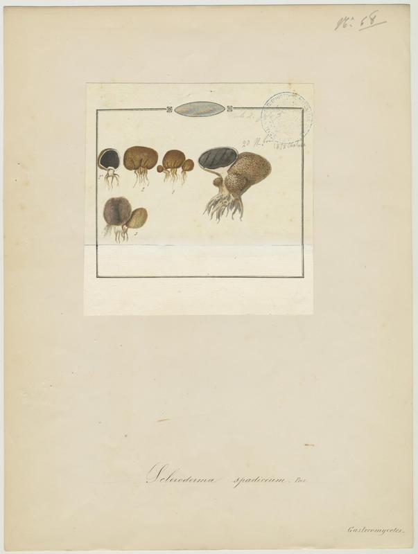 Scléroderme verruqueux ; champignon