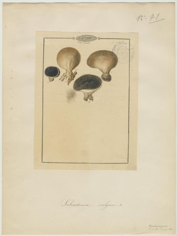 Scléroderme commun ; Scléroderme citron ; champignon
