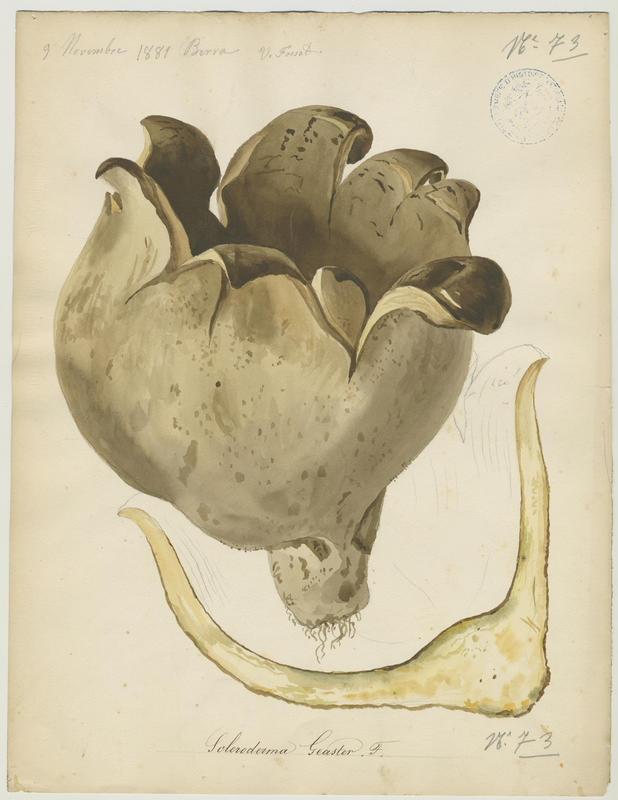 Scléroderme en forme d'étoile ; champignon