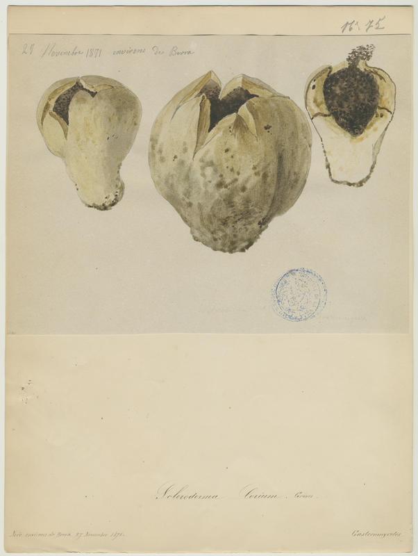 Vesse de loup ; champignon