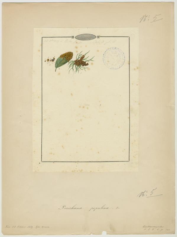 Périchène ; champignon