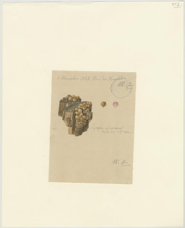 Lait de loup ; Lycogale arboricole ; Lycogale des arbres ; Lycogale du bois ; Lycogale rose ; champignon