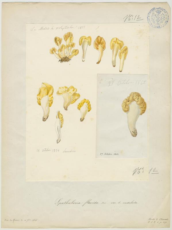 Spatulaire jaune ; champignon