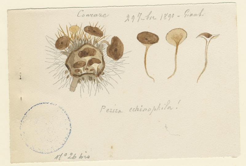 Pézize des châtaigniers ; champignon