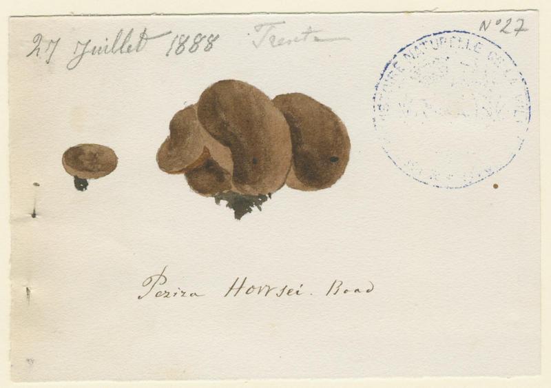 Pézize ; champignon