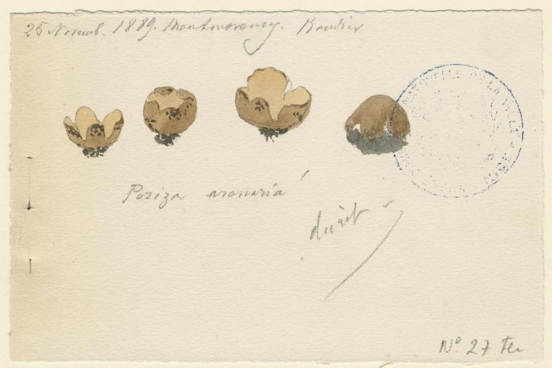 Pézize ; champignon