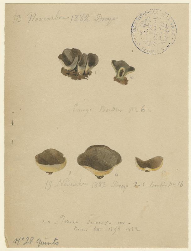 Pézize à suc jaunissant ; champignon