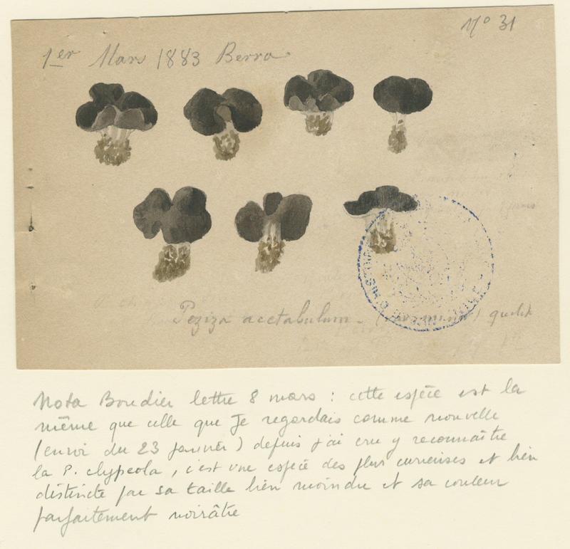 Pézize en coupe ; champignon