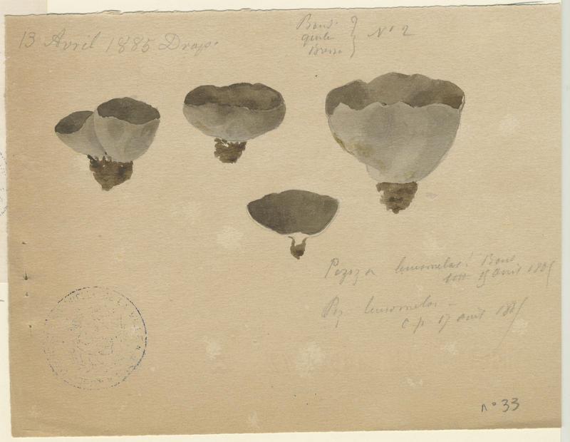 Pézize blanc noir ; champignon