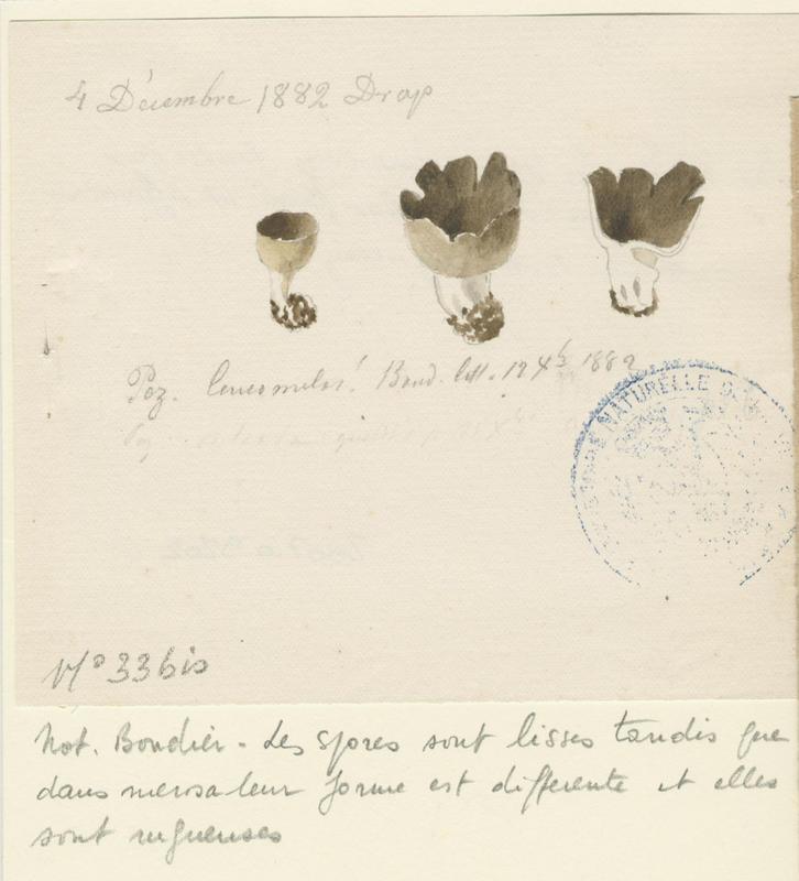 Pézize blanc noir ; champignon