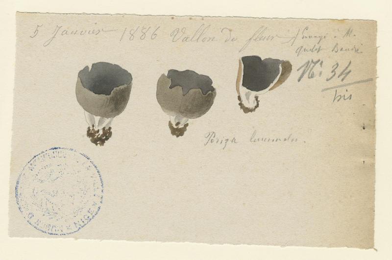 Pézize blanc noir ; champignon