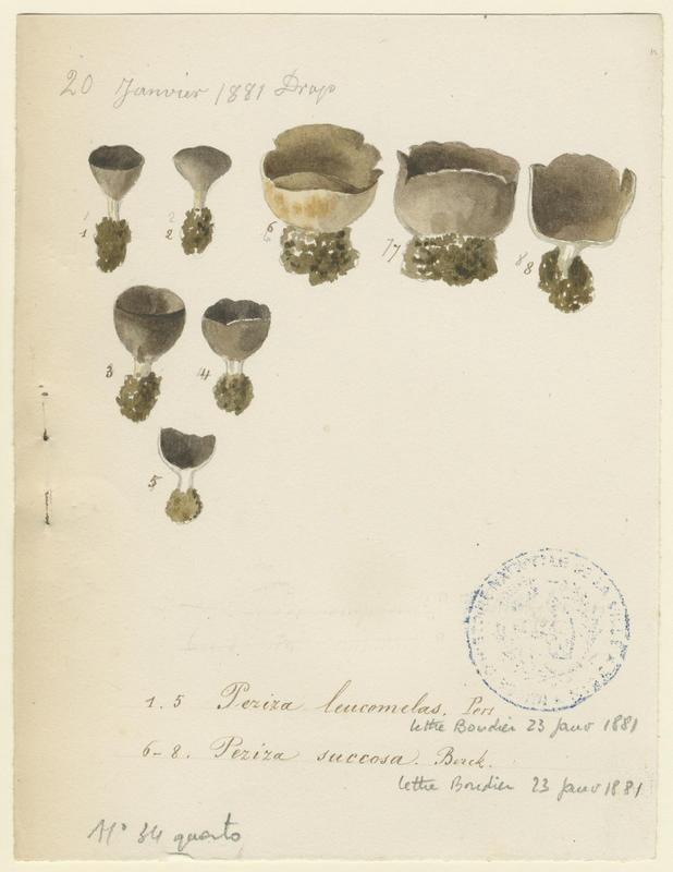 Helvelle blanc et noir ; champignon