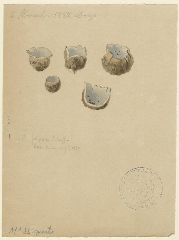 Pézize ; champignon