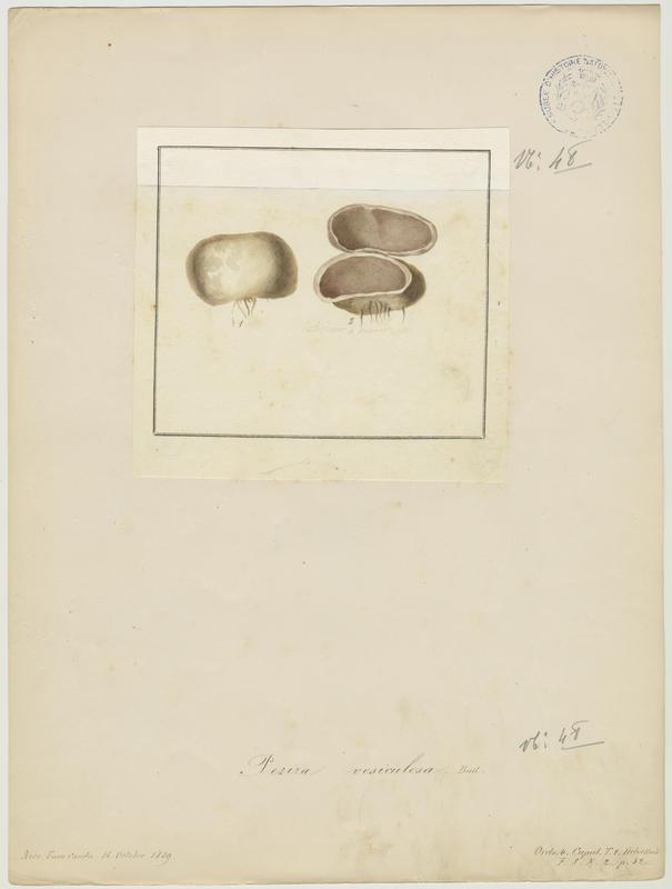 Pézize vésiculeuse (?) ; champignon