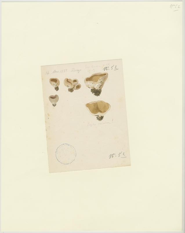 Pézize vésiculeuse ; champignon
