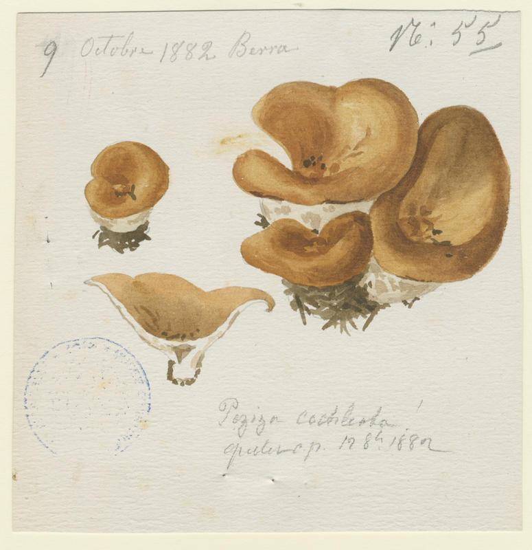 Pézize en colimaçon (?) ; champignon