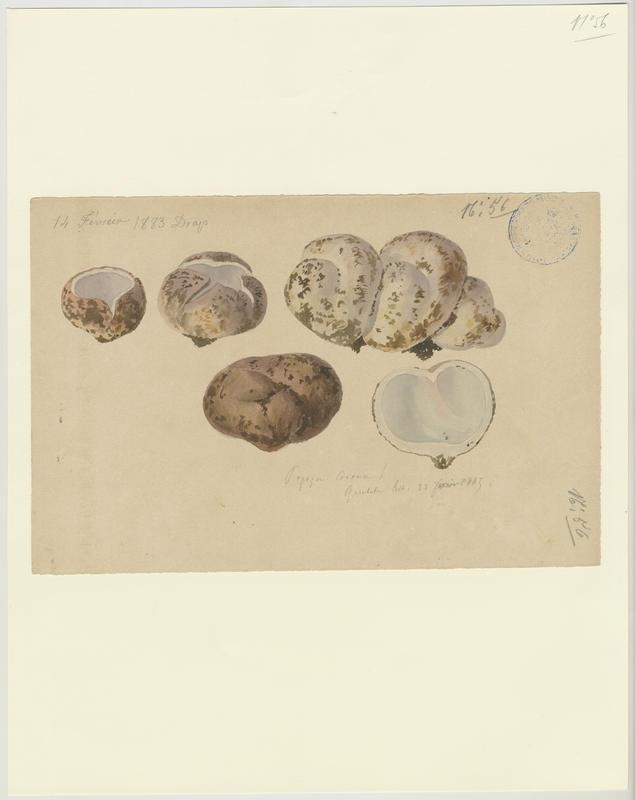Pézize couronnée ; champignon