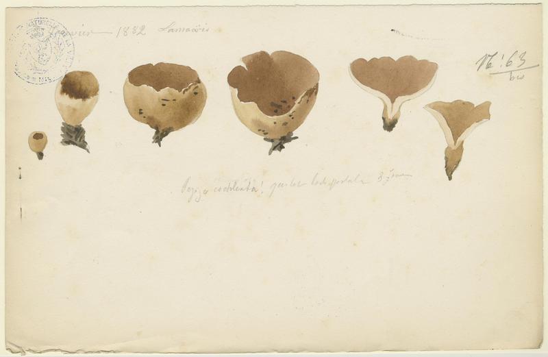 Pézize en colimaçon (?) ; champignon