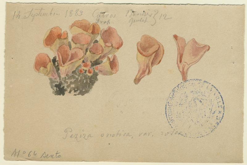 Oreille d'âne ; Oreille de lièvre ; champignon