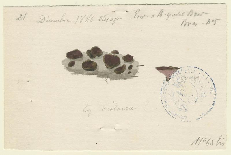 Pézize violette ; champignon