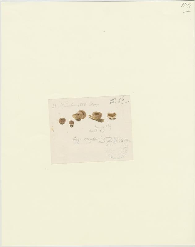 Pézize vésiculeuse ; champignon