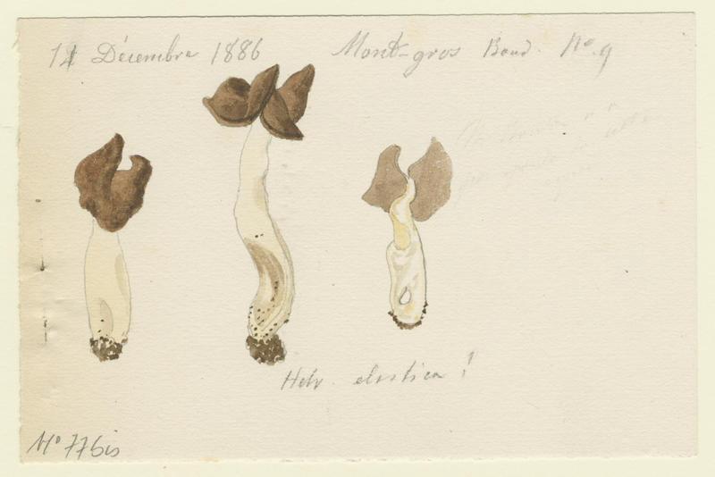 Helvelle élastique ; champignon