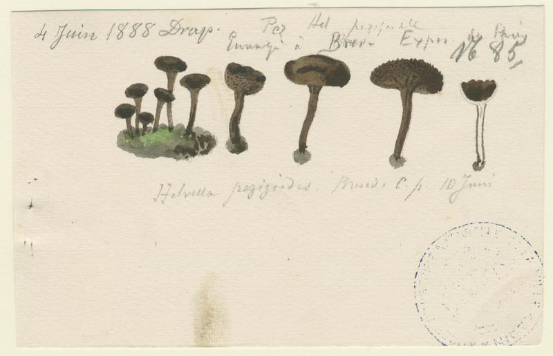 Helvelle pézizoïde ; champignon