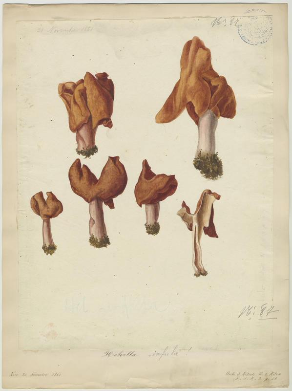 Gyromitre en turban ; champignon