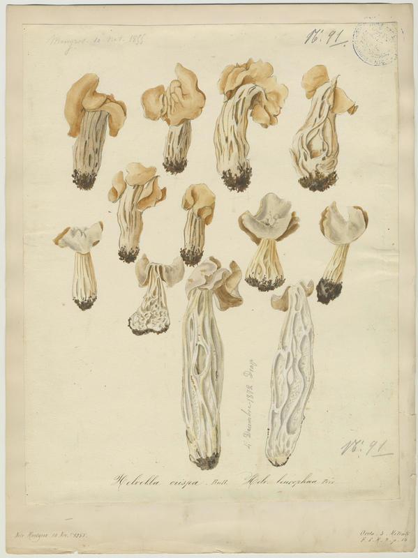 Chanterelle sinueuse ; champignon