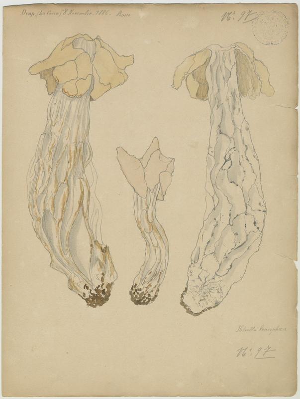 Helvelle ; champignon