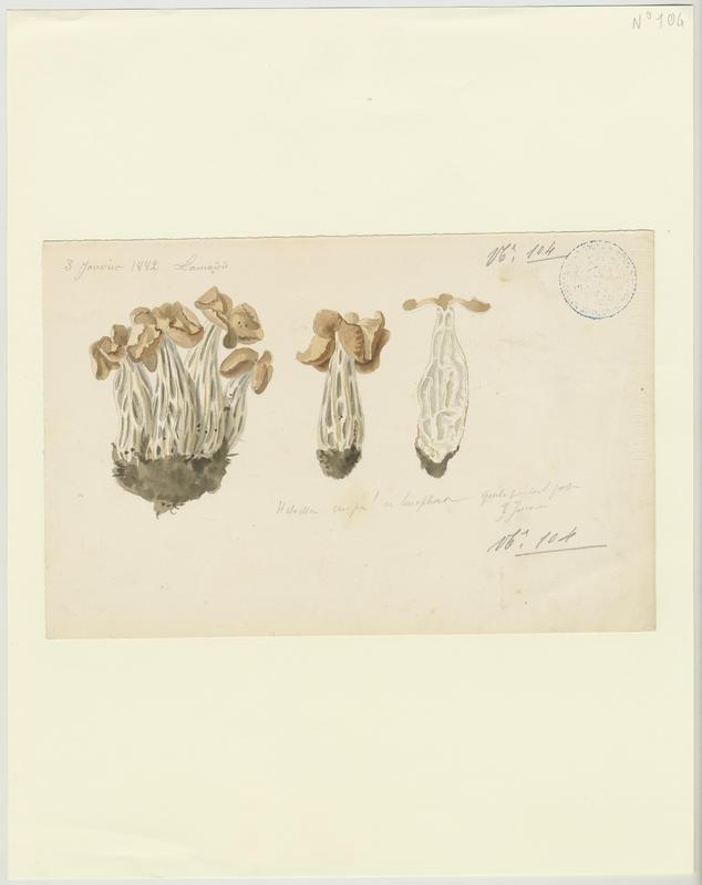 Helvelle ; champignon
