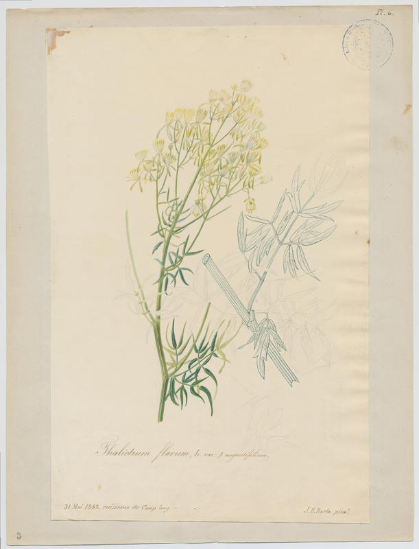 Pigamon jaune ; plante à fleurs