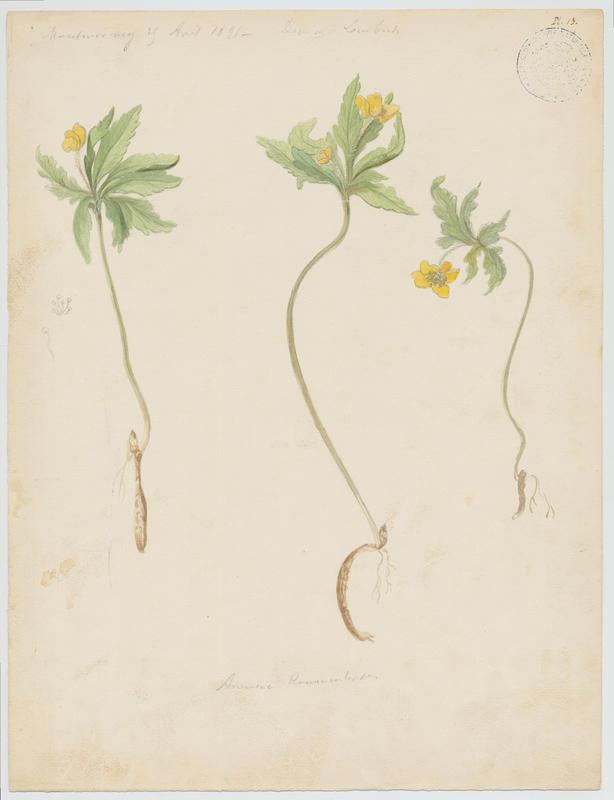 Anémone fausse renoncule ; Sylvie jaune ; plante à fleurs