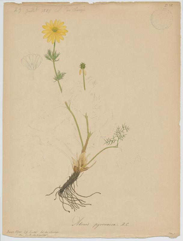 Adonis des Pyrénées ; plante à fleurs