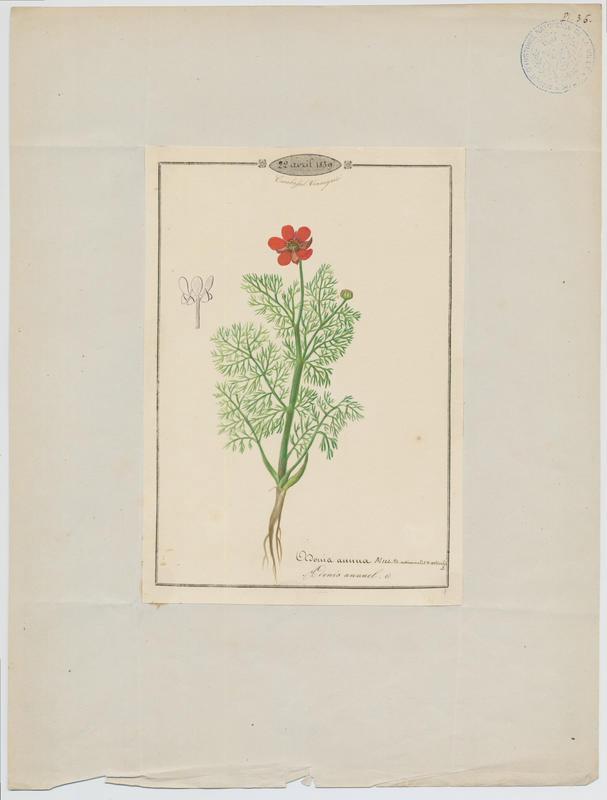 Adonis annuel ; plante à fleurs