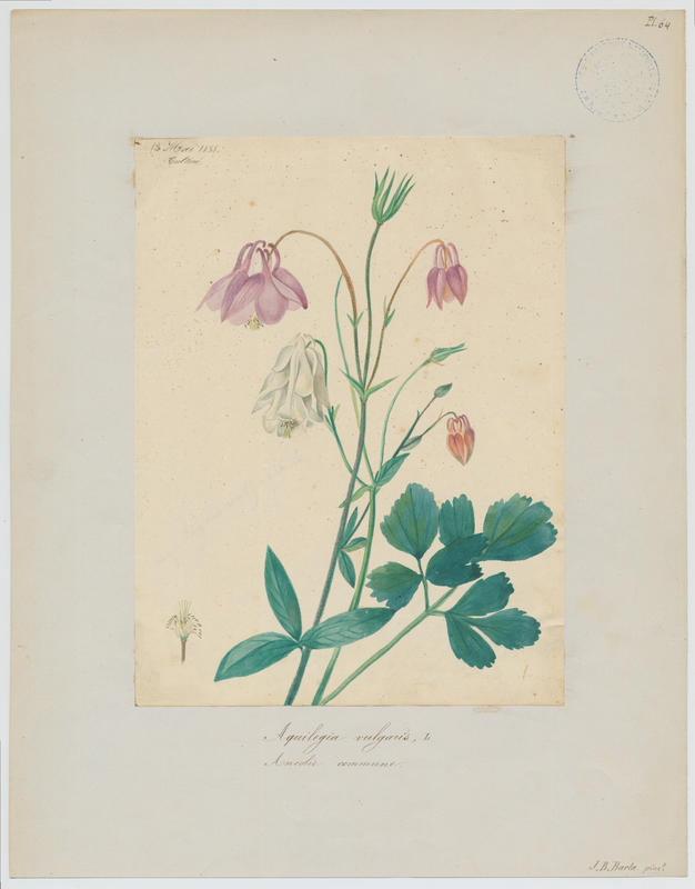 Ancolie vulgaire ; plante à fleurs