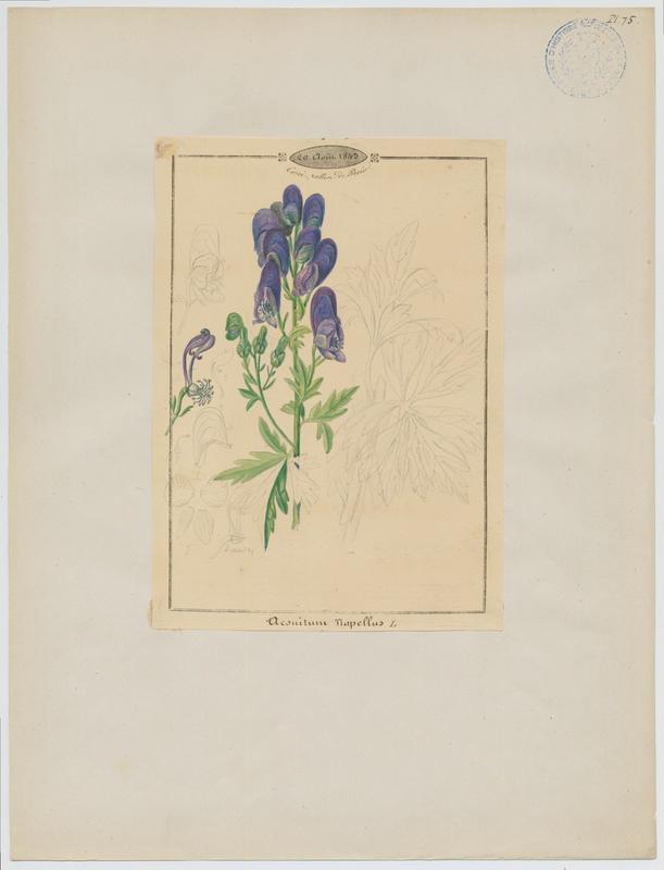 Aconit napel ; plante à fleurs