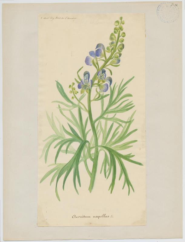 Aconit napel ; plante à fleurs