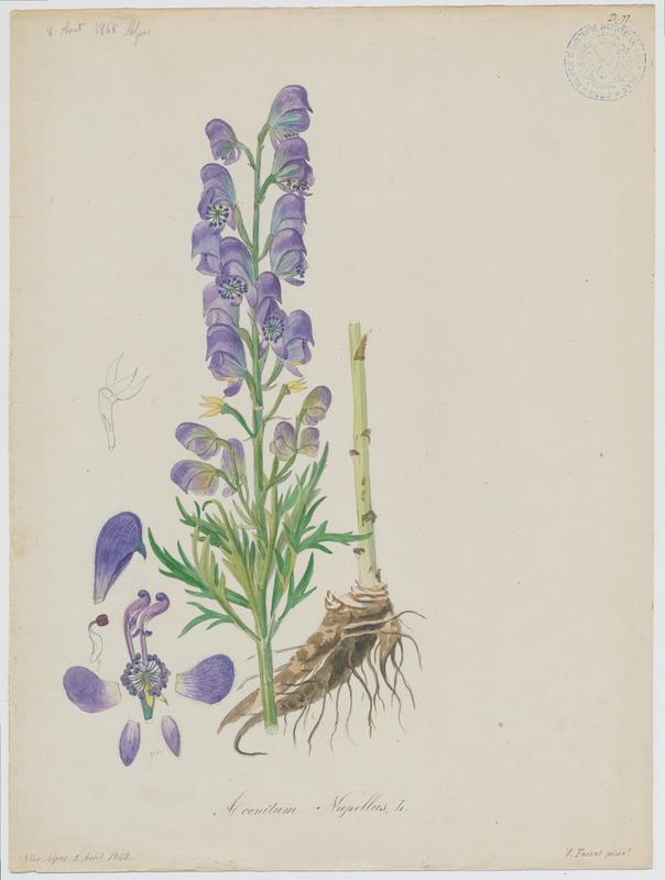 Aconit napel ; plante à fleurs