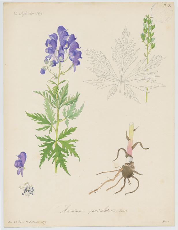 Aconit paniculé ; plante à fleurs
