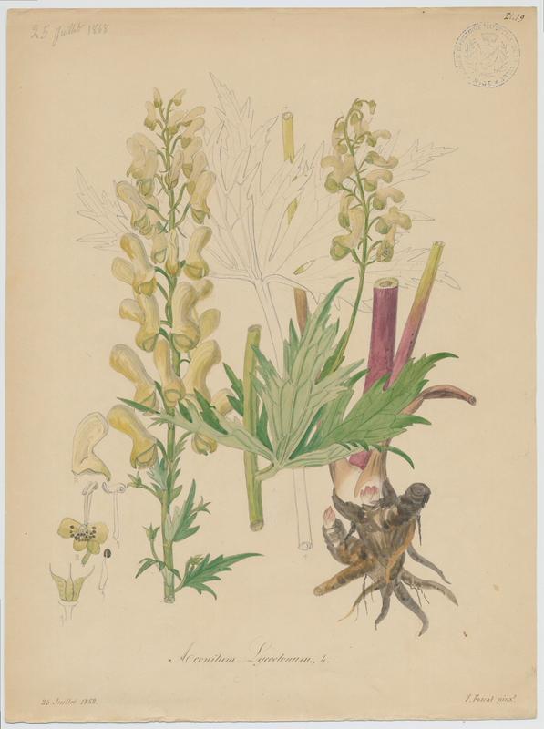 Aconit tue-loup ; plante à fleurs
