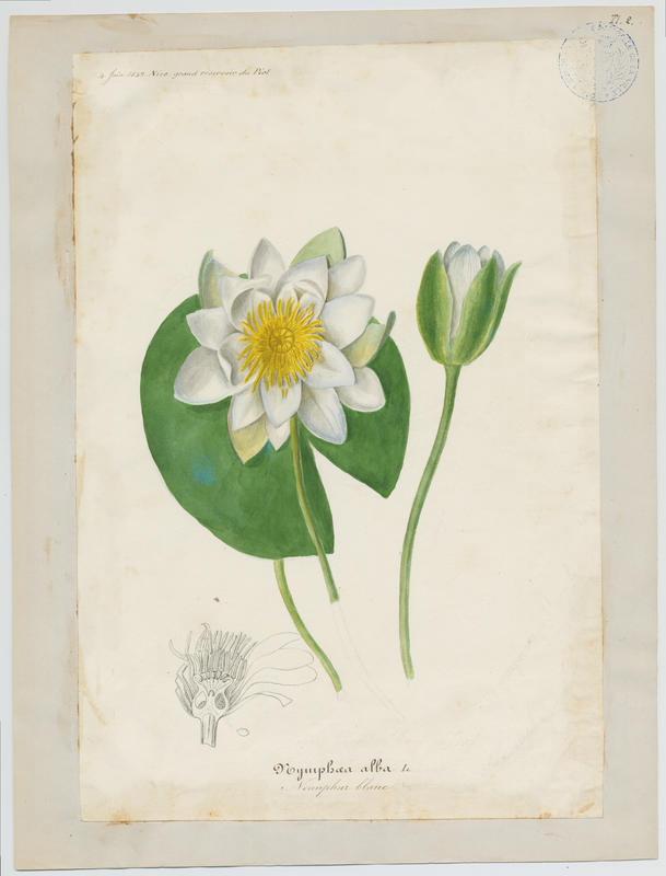 Nénuphar blanc ; plante à fleurs