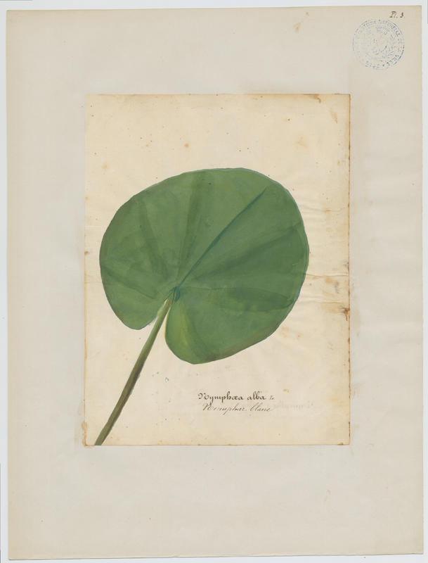 Nénuphar blanc ; plante à fleurs